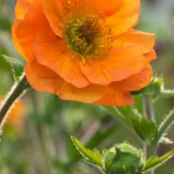 GEUM 'Prinses Juliana'