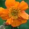 GEUM 'Rearsby Hybrid' 1 GEUM 'Rearsby Hybrid' -UK Garden Supplies Sales Shop geum rearsby hybrid 5010197