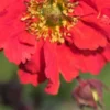 GEUM 'Red Wings' -UK Garden Supplies Sales Shop geum red wings 051265