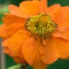 GEUM 'Rijnstroom' 2 GEUM 'Rijnstroom' -UK Garden Supplies Sales Shop geum rijnstroom 5010234