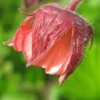 GEUM Rivale -UK Garden Supplies Sales Shop geum rivale