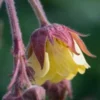GEUM Rivale 'Cream Drop' -UK Garden Supplies Sales Shop geum rivale cream drop 4272238
