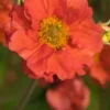 GEUM Scarlet Tempest PBR -UK Garden Supplies Sales Shop geum scarlet tempest 4232050