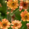 GEUM 'Totally Tangerine' PBR -UK Garden Supplies Sales Shop geum totally tangerine pbr 6031107