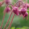 GEUM Triflorum -UK Garden Supplies Sales Shop geum trifolium 4071074