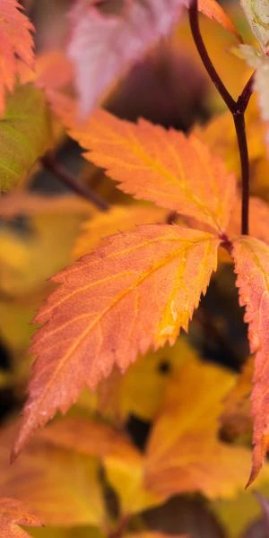 GILLENIA Trifoliata 4 GILLENIA Trifoliata - Image 2