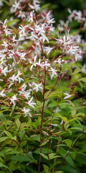 GILLENIA Trifoliata 3 GILLENIA Trifoliata
