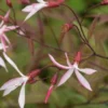 GILLENIA Trifoliata 'Pink Profusion' -UK Garden Supplies Sales Shop gillenia trifoliatus pink profusion 6160047