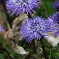 GLOBULARIA Cordifolia
