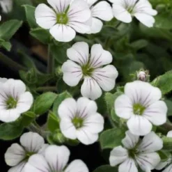 Front Page -UK Garden Supplies Sales Shop gypsophila cerastioides border belle 4250014
