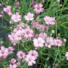 GYPSOPHILA 'Rosenschleier' -UK Garden Supplies Sales Shop gypsophila repens rosenschleier