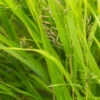 HAKONECHLOA Macra 2 HAKONECHLOA Macra -UK Garden Supplies Sales Shop hakonechloa macro 9290567