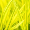 HAKONECHLOA Macra 'Aureola' -UK Garden Supplies Sales Shop hakonechloa macro aureola 4070027