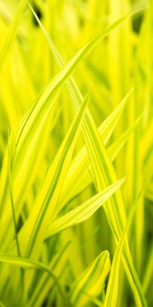 HAKONECHLOA Macra 'Aureola' -UK Garden Supplies Sales Shop hakonechloa macro aureola 4070027