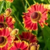 HELENIUM Autumnale 'Bandera' -UK Garden Supplies Sales Shop helenium autumnale bandera