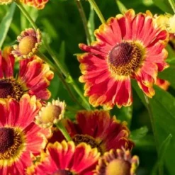 HELENIUM Autumnale 'Bandera'