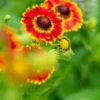HELENIUM Autumnale 'Fuego' (Mariachi Series) PBR -UK Garden Supplies Sales Shop helenium autumnale fuego 7250760