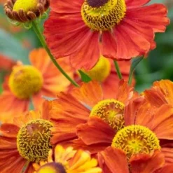HELENIUM 'Baudirektor Linne'