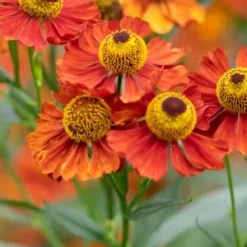 HELENIUM 'Baudirektor Linne' -UK Garden Supplies Sales Shop helenium baudirektor linne 8200624