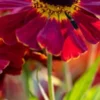HELENIUM 'Dauerbrenner' -UK Garden Supplies Sales Shop helenium dauerbrenner 8150038
