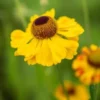HELENIUM 'El Dorado' -UK Garden Supplies Sales Shop helenium el dorado web