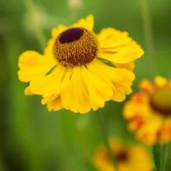 HELENIUM 'El Dorado'