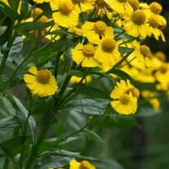 HELENIUM 'Kanaria'