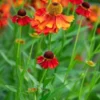 HELENIUM 'Moerheim Beauty' -UK Garden Supplies Sales Shop helenium moerheim beauty web 3