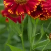 HELENIUM 'Vicky' -UK Garden Supplies Sales Shop helenium vick web