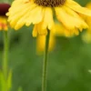 HELENIUM 'Wyndley' -UK Garden Supplies Sales Shop helenium wyndley 2 2