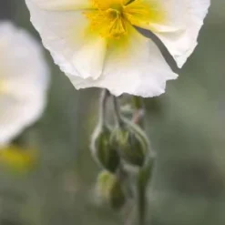 HELIANTHEMUM 'Wisley White'