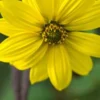 HELIANTHUS Giganteus -UK Garden Supplies Sales Shop helianthus giganteus 9220197 2