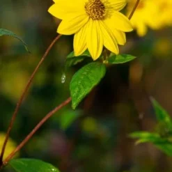 HELIANTHUS Giganteus -UK Garden Supplies Sales Shop helianthus giganteus autumn web