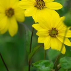 HELIANTHUS Giganteus -UK Garden Supplies Sales Shop helianthus giganteus web