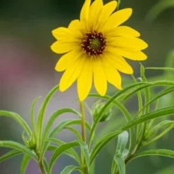 HELIANTHUS Salicifolius -UK Garden Supplies Sales Shop helianthus salicifolius 8260858