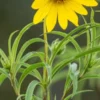 HELIANTHUS Salicifolius -UK Garden Supplies Sales Shop helianthus salicifolius 8260863