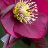 HELLEBORUS Anna's Red (Frostkiss Series) -UK Garden Supplies Sales Shop helleborus anna s red 2080169 2
