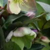HELLEBORUS Ericsmithii ViV Valeria -UK Garden Supplies Sales Shop helleborus ericsmithii viv valeria 270739