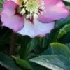 HELLEBORUS Orientalis 'Magic Apricot' (Magic Collection) -UK Garden Supplies Sales Shop helleborus magic apricot web