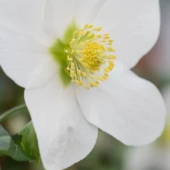 HELLEBORUS Niger 'Mont Blanc' -UK Garden Supplies Sales Shop helleborus mon banc