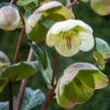 HELLEBORUS (Rodney Davey Marbled Group) Moondance -UK Garden Supplies Sales Shop helleborus moondance 3130842 2