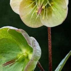 HELLEBORUS (Rodney Davey Marbled Group) Moondance -UK Garden Supplies Sales Shop helleborus moondance 3130848