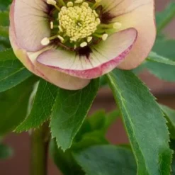 HELLEBORUS Orientalis 'Magic Apricot' (Magic Collection) -UK Garden Supplies Sales Shop helleborus orientalis magic apricot magic collection 2050502