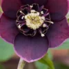 HELLEBORUS Orientalis 'Magic Aubergine' (Magic Collection) -UK Garden Supplies Sales Shop helleborus orientalis magic aubergine 1100505