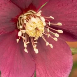 HELLEBORUS Orientalis 'Magic Red' 5 HELLEBORUS Orientalis 'Magic Red' -UK Garden Supplies Sales Shop helleborus orientalis magic red 1290455