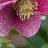 HELLEBORUS Orientalis 'Magic Red' -UK Garden Supplies Sales Shop helleborus orientalis red 2050492