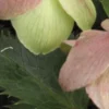 HELLEBORUS X Sternii -UK Garden Supplies Sales Shop helleborus sternii blackthorn strain