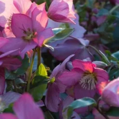 Front Page -UK Garden Supplies Sales Shop helleborus walberton s rosemary 3030125