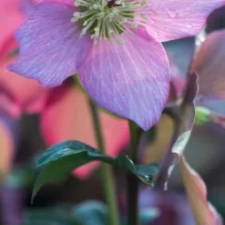 HELLEBORUS Walberton's ® Rosemary PBR (WALHERO)