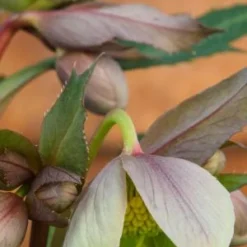 HELLEBORUS X Sternii 'Boughton Beauty' -UK Garden Supplies Sales Shop helleborus x sternii boughton beauty 1100495